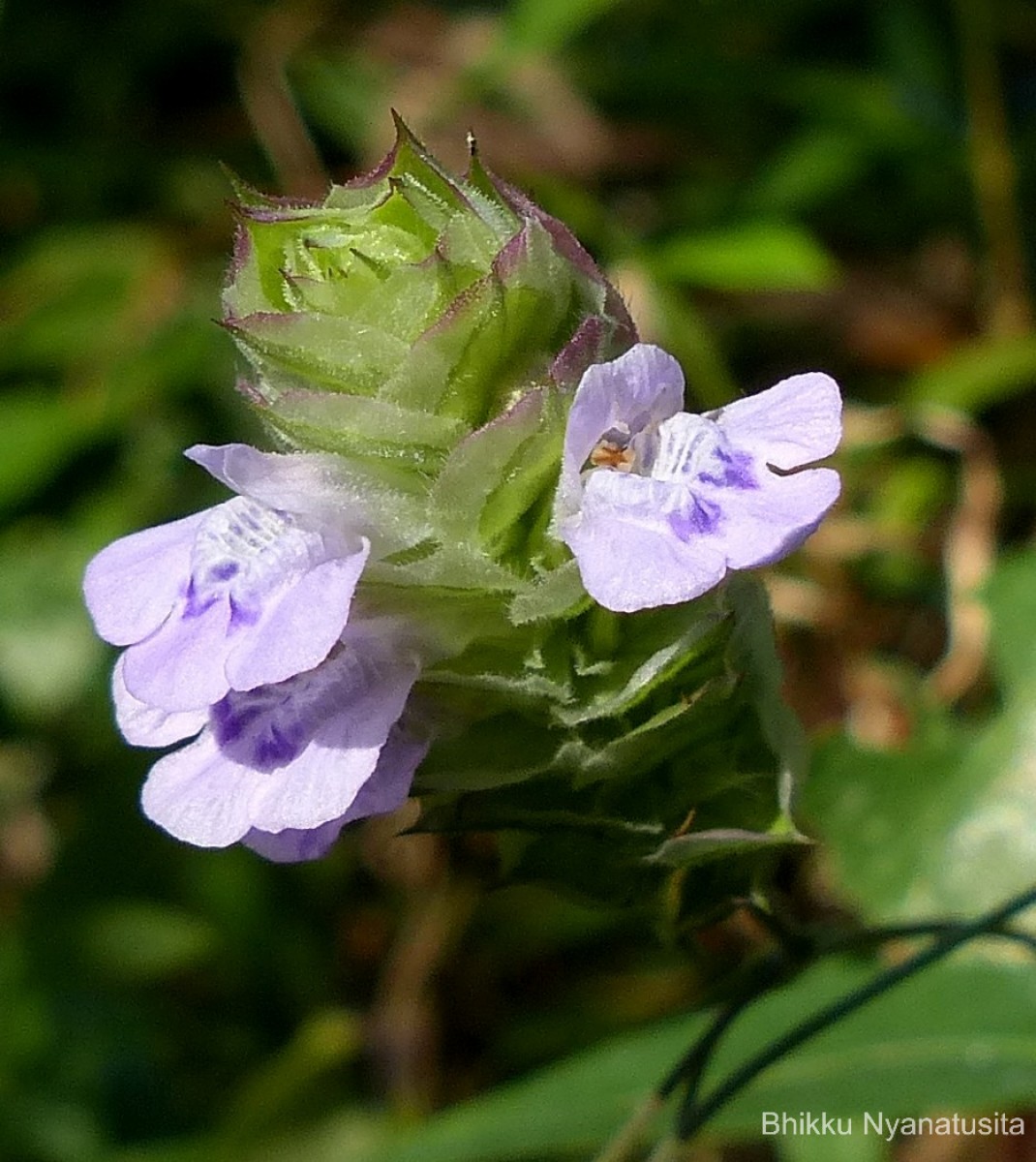 Rungia repens (L.) Nees